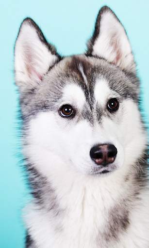 Husky Live Wallpaper (wallpapers & backgrounds) screenshot 3