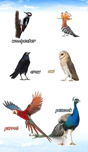 Bird sounds स्क्रीनशॉट 10