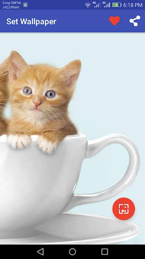 10000  Cats Wallpapers screenshot 2