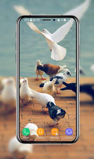 New Pigeon Wallpaper screenshot 12