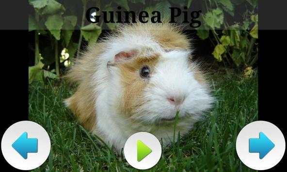 Best Funny Animals Sounds screenshot 10