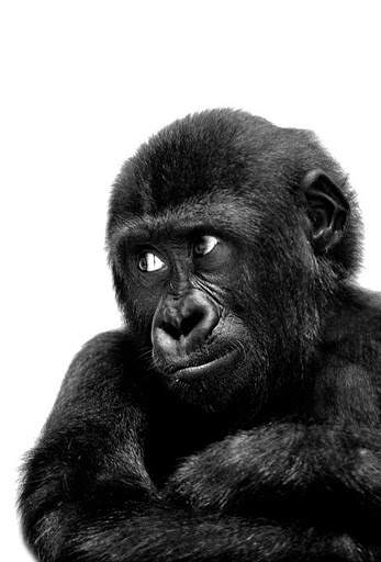 Gorilla Wallpaper screenshot 16