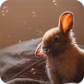 Bunny Wallpaper icon