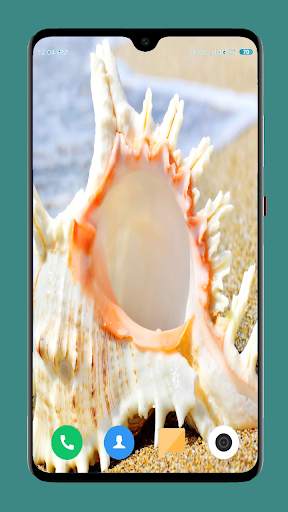 HD Seashell Wallpaper screenshot 13