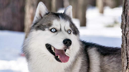 Siberian Husky Wallpapers : backgrounds hd screenshot 14