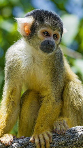 Monkey HD Wallpaper screenshot 6