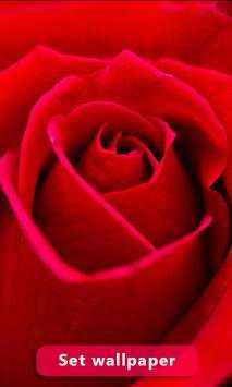 Red Rose Image And Wallpaper screenshot 6