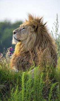 Lion screenshot 5