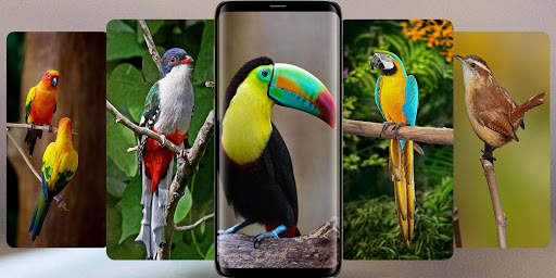 Beautiful Bird Wallpaper 1 تصوير الشاشة