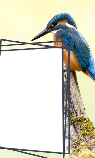 Birds Photo Frames HD screenshot 3