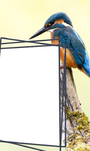 Birds Photo Frames HD स्क्रीनशॉट 3