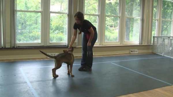 Dog Training Video screenshot 1
