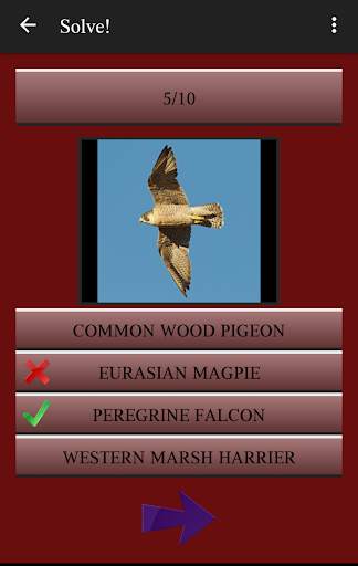 104 Birds Quiz screenshot 4