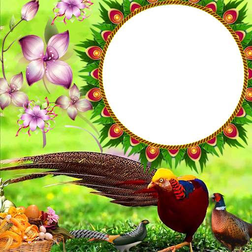 Pheasant Insta DP 1 تصوير الشاشة