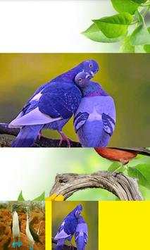 Birds Sound स्क्रीनशॉट 4