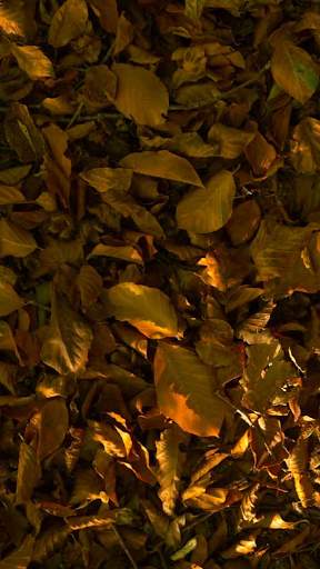 Autumn Video Wallpapers screenshot 3