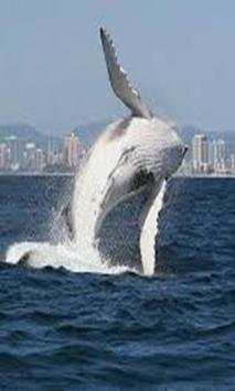 Whale wallpaper screenshot 5