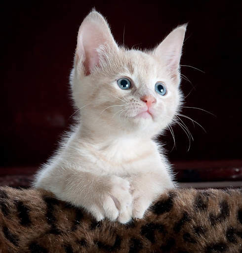 Cat HD Wallpaper 😻😻 screenshot 2