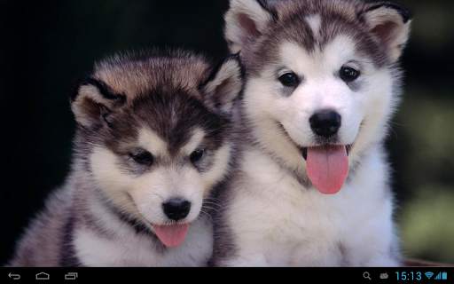 Puppies dogs live wallpaper screenshot 6