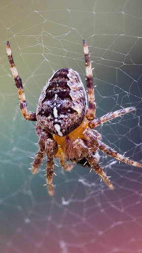 Spider Wallpapers HD & 4k Backgrounds screenshot 4