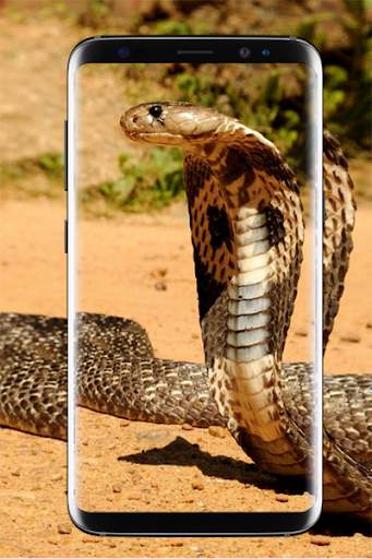 King Cobra Wallpapers HD скриншот 2