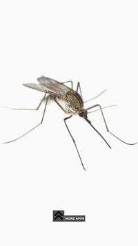 Mosquito screenshot 1
