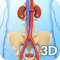 My Urinary System