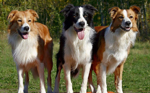 🐕 Border Collie Wallpapers – Cute Dog Wallpaper screenshot 8