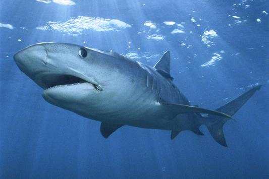 Tiger Shark Live Wallpaper screenshot 3