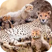 Wild Attack Cheetah Simulator icon