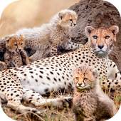 Wild Attack Cheetah Simulator 1.0