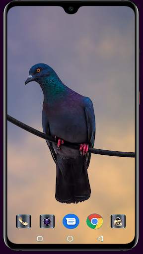 HD Pigeon Wallpaper screenshot 10