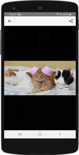 Funny Cats Gif screenshot 5