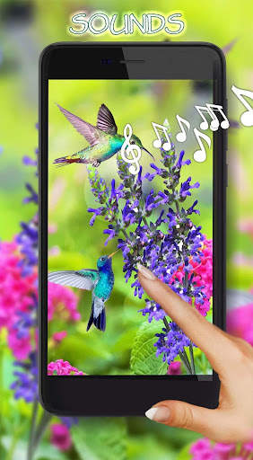 Colibri Free LWP screenshot 1