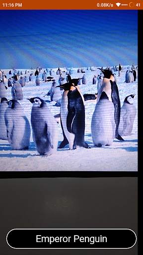 Bird Identify : Artificial Intelligence screenshot 3