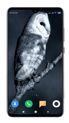 Owl Wallpaper HD screenshot 10
