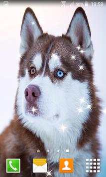Husky Live Wallpapers स्क्रीनशॉट 2