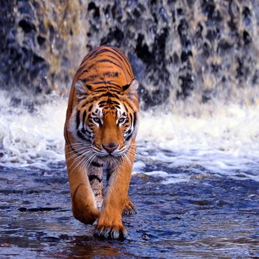 Tiger Wallpapers HD 3.2