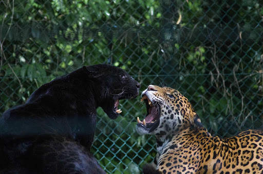 Panther Wallpapers: backgrounds hd screenshot 9