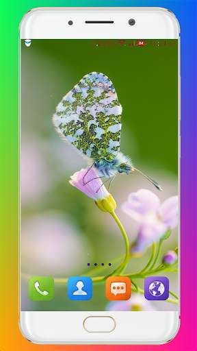 Butterfly Wallpaper HD screenshot 2