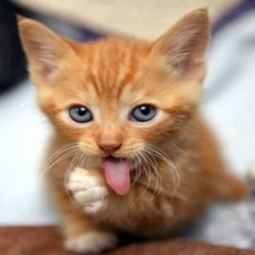 Cat Care C icon