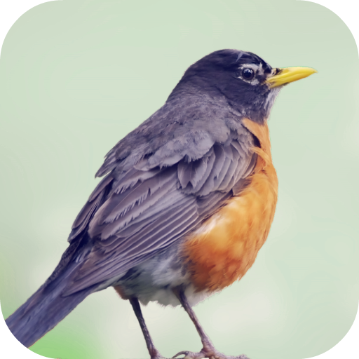 Robin Bird Sounds icon