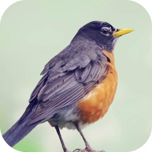 Robin Bird Sounds 2.0