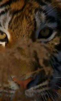 Tiger live wallpaper screenshot 3