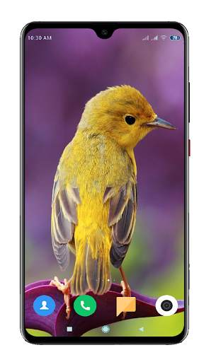 Bird Wallpaper 4K स्क्रीनशॉट 5
