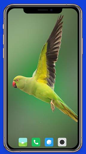 Parrot Wallpaper HD screenshot 3