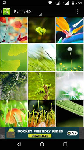 Plant HD Wallpaper screenshot 7