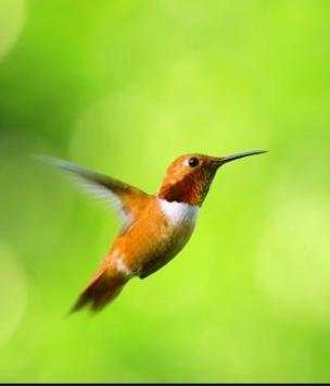 bird wallpaper screenshot 3