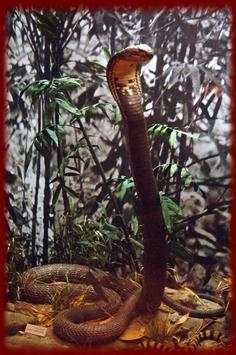 King Cobras wallpapers screenshot 2