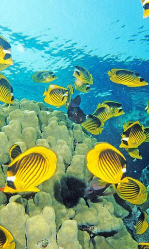 Aquarium Live Wallpapers screenshot 2